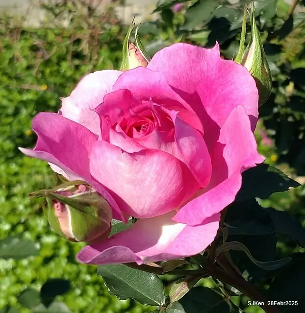 2025花博園區新生公園台北玫瑰園花展(2025 Annual Taipei Rose Garden festival), Mar 14 ~ Apr.13, 2025, Taipei, Taiwan, SJKen.