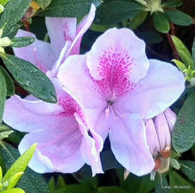 2025.02.28       2025 台北杜鵑花季--- 杜鵑花篇(2025 Tapei Azalea festival at Daan forest park), Taipei, Taiwan, Feb 28,2025, SJKen