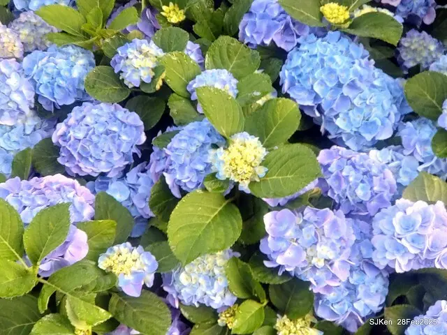 2025台北杜鵑花季「心花開、森不息」主題系列(三) 繡球花篇((Hydrangeas exhibition at Da-An forest park), Taipei,Taiwan, SJKen, Feb 28, 2025.