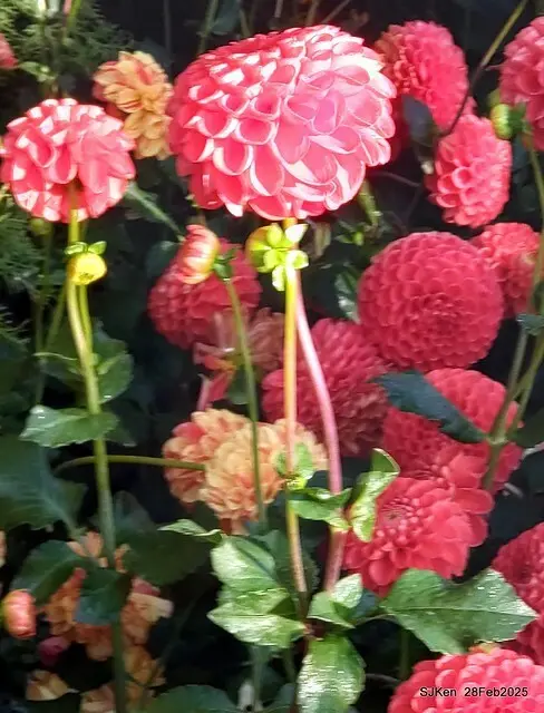 2025台北杜鵑花季系列(二) 大理花篇( Dahlia at Daan forest park), Taipei, Taiwan, SJKen , Feb 28, 2025.