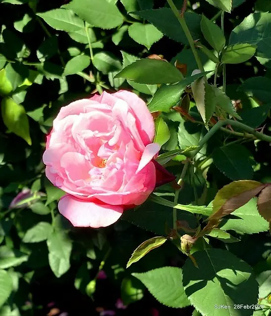 2025花博園區新生公園台北玫瑰園花展(2025 Annual Taipei Rose Garden festival), Mar 14 ~ Apr.13, 2025, Taipei, Taiwan, SJKen.