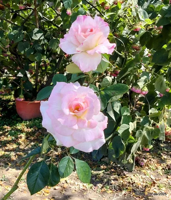 2025花博園區新生公園台北玫瑰園花展(2025 Annual Taipei Rose Garden festival), Mar 14 ~ Apr.13, 2025, Taipei, Taiwan, SJKen.