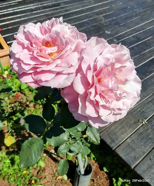 2025花博園區新生公園台北玫瑰園花展(2025 Annual Taipei Rose Garden festival), Mar 14 ~ Apr.13, 2025, Taipei, Taiwan, SJKen.