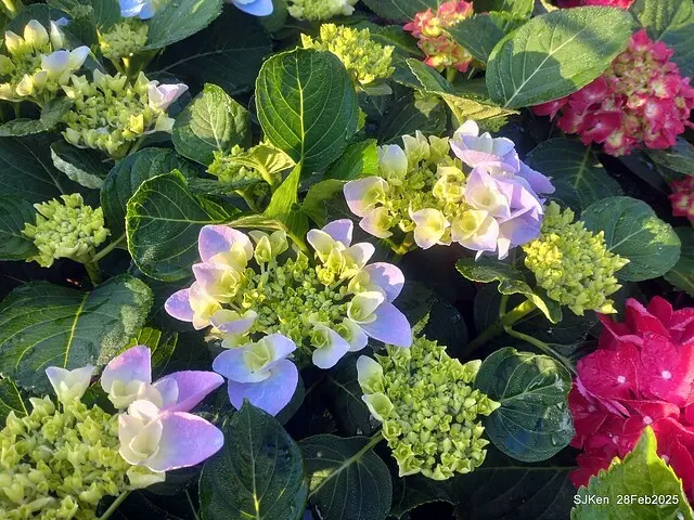 2025台北杜鵑花季「心花開、森不息」主題系列(三) 繡球花篇((Hydrangeas exhibition at Da-An forest park), Taipei,Taiwan, SJKen, Feb 28, 2025.
