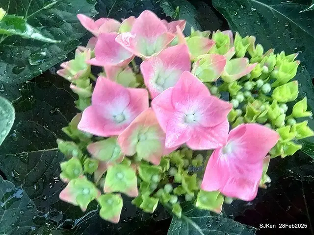 2025台北杜鵑花季「心花開、森不息」主題系列(三) 繡球花篇((Hydrangeas exhibition at Da-An forest park), Taipei,Taiwan, SJKen, Feb 28, 2025.