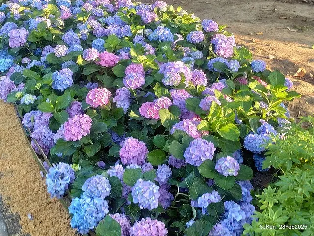 2025台北杜鵑花季「心花開、森不息」主題系列(三) 繡球花篇((Hydrangeas exhibition at Da-An forest park), Taipei,Taiwan, SJKen, Feb 28, 2025.