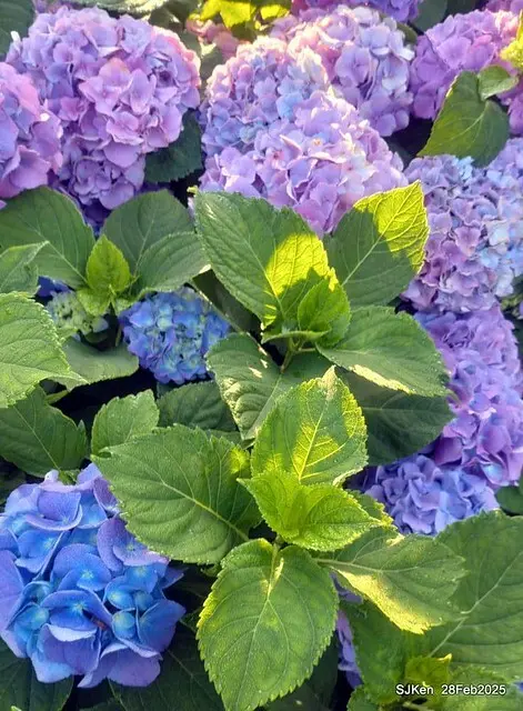 2025台北杜鵑花季「心花開、森不息」主題系列(三) 繡球花篇((Hydrangeas exhibition at Da-An forest park), Taipei,Taiwan, SJKen, Feb 28, 2025.