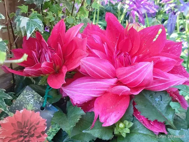 2025台北杜鵑花季系列(二) 大理花篇( Dahlia at Daan forest park), Taipei, Taiwan, SJKen , Feb 28, 2025.