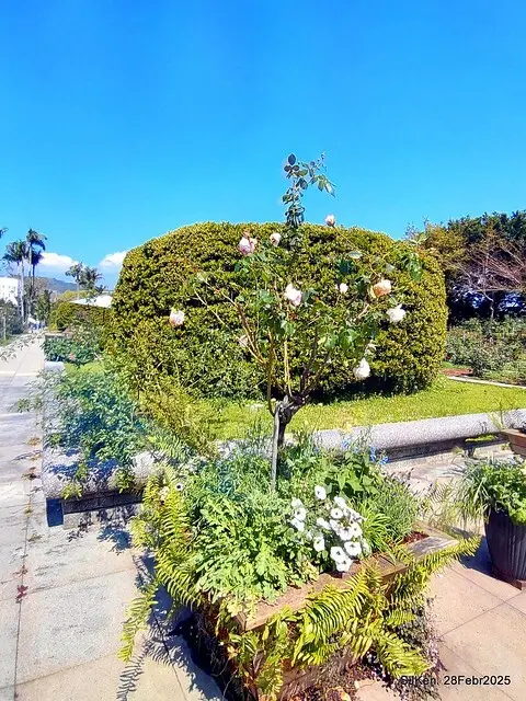 2025花博園區新生公園台北玫瑰園花展(2025 Annual Taipei Rose Garden festival), Mar 14 ~ Apr.13, 2025, Taipei, Taiwan, SJKen.