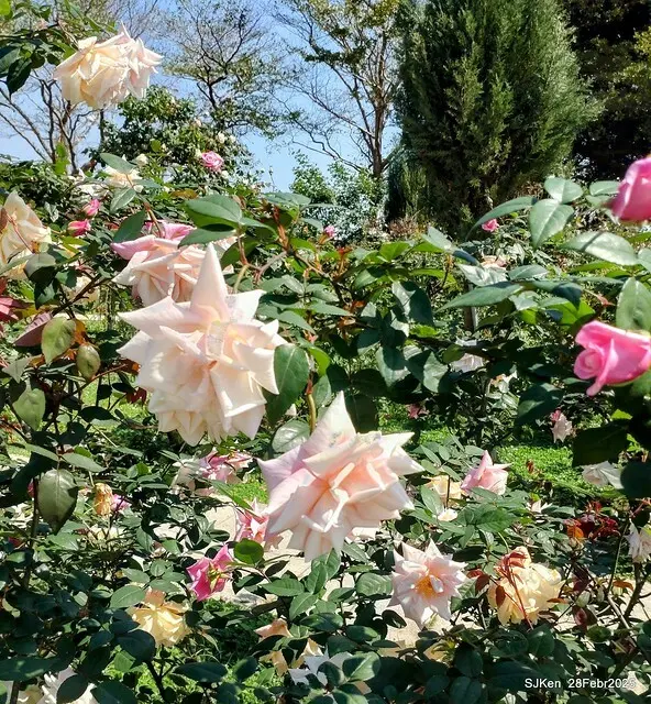 2025花博園區新生公園台北玫瑰園花展(2025 Annual Taipei Rose Garden festival), Mar 14 ~ Apr.13, 2025, Taipei, Taiwan, SJKen.