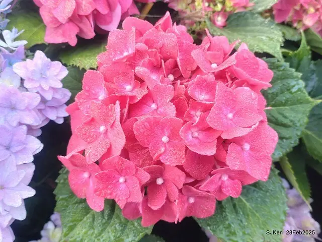 2025台北杜鵑花季「心花開、森不息」主題系列(三) 繡球花篇((Hydrangeas exhibition at Da-An forest park), Taipei,Taiwan, SJKen, Feb 28, 2025.