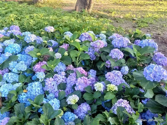 2025台北杜鵑花季「心花開、森不息」主題系列(三) 繡球花篇((Hydrangeas exhibition at Da-An forest park), Taipei,Taiwan, SJKen, Feb 28, 2025.