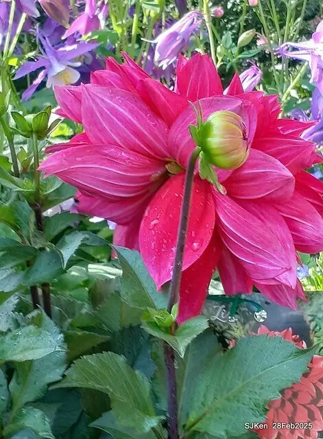 2025台北杜鵑花季系列(二) 大理花篇( Dahlia at Daan forest park), Taipei, Taiwan, SJKen , Feb 28, 2025.