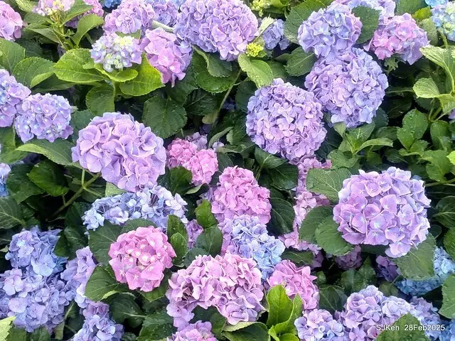 2025台北杜鵑花季「心花開、森不息」主題系列(三) 繡球花篇((Hydrangeas exhibition at Da-An forest park), Taipei,Taiwan, SJKen, Feb 28, 2025.