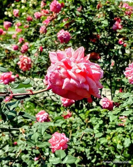 2025花博園區新生公園台北玫瑰園花展(2025 Annual Taipei Rose Garden festival), Mar 14 ~ Apr.13, 2025, Taipei, Taiwan, SJKen.