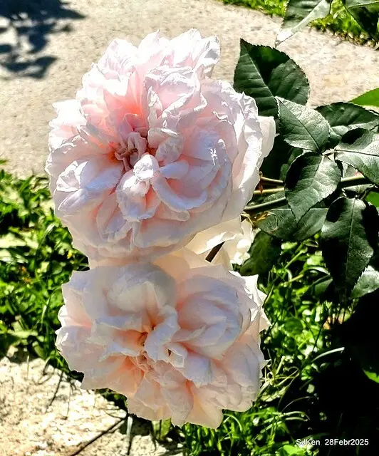 2025花博園區新生公園台北玫瑰園花展(2025 Annual Taipei Rose Garden festival), Mar 14 ~ Apr.13, 2025, Taipei, Taiwan, SJKen.