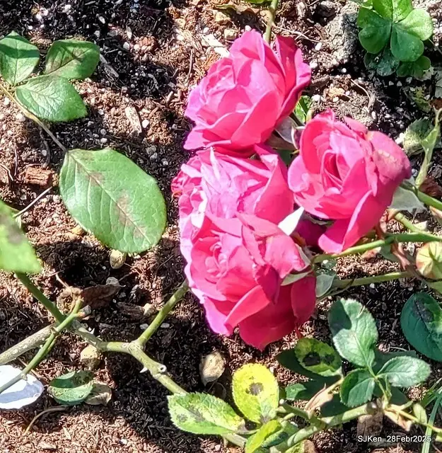 2025花博園區新生公園台北玫瑰園花展(2025 Annual Taipei Rose Garden festival), Mar 14 ~ Apr.13, 2025, Taipei, Taiwan, SJKen.