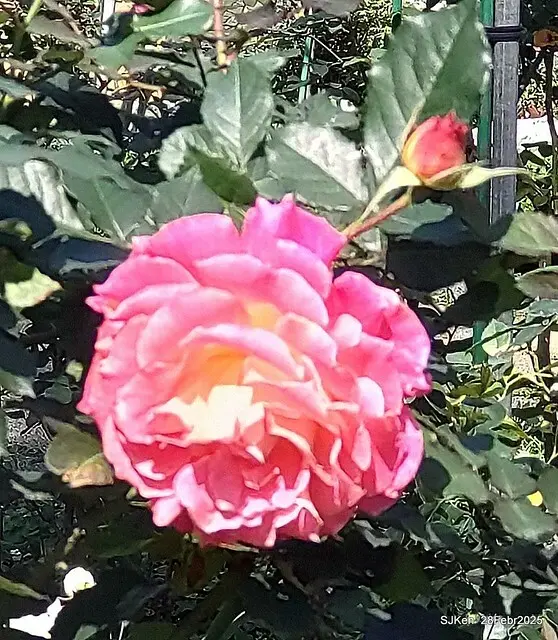 2025花博園區新生公園台北玫瑰園花展(2025 Annual Taipei Rose Garden festival), Mar 14 ~ Apr.13, 2025, Taipei, Taiwan, SJKen.