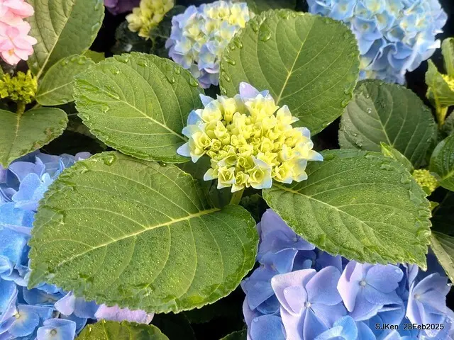 2025台北杜鵑花季「心花開、森不息」主題系列(三) 繡球花篇((Hydrangeas exhibition at Da-An forest park), Taipei,Taiwan, SJKen, Feb 28, 2025.