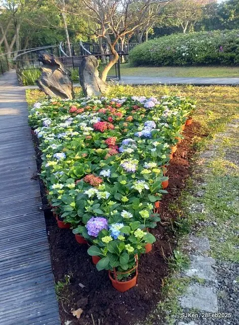 2025台北杜鵑花季「心花開、森不息」主題系列(三) 繡球花篇((Hydrangeas exhibition at Da-An forest park), Taipei,Taiwan, SJKen, Feb 28, 2025.