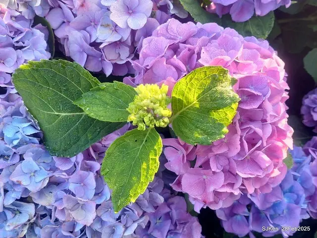 2025台北杜鵑花季「心花開、森不息」主題系列(三) 繡球花篇((Hydrangeas exhibition at Da-An forest park), Taipei,Taiwan, SJKen, Feb 28, 2025.