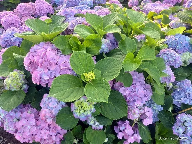 2025台北杜鵑花季「心花開、森不息」主題系列(三) 繡球花篇((Hydrangeas exhibition at Da-An forest park), Taipei,Taiwan, SJKen, Feb 28, 2025.