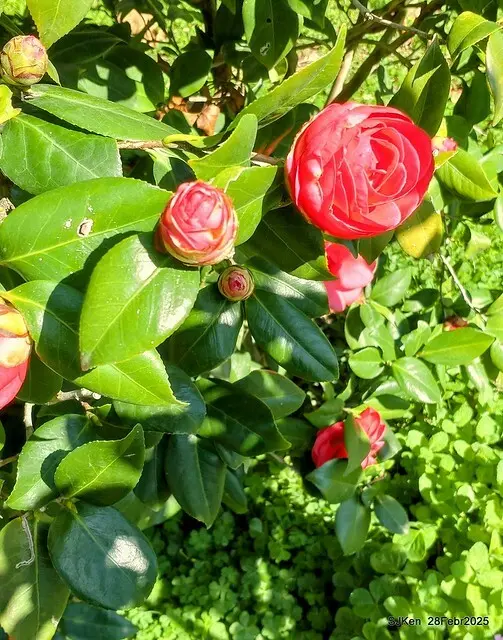 2025花博園區新生公園台北玫瑰園花展(2025 Annual Taipei Rose Garden festival), Mar 14 ~ Apr.13, 2025, Taipei, Taiwan, SJKen.