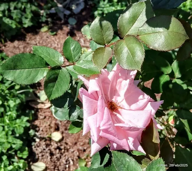 2025花博園區新生公園台北玫瑰園花展(2025 Annual Taipei Rose Garden festival), Mar 14 ~ Apr.13, 2025, Taipei, Taiwan, SJKen.