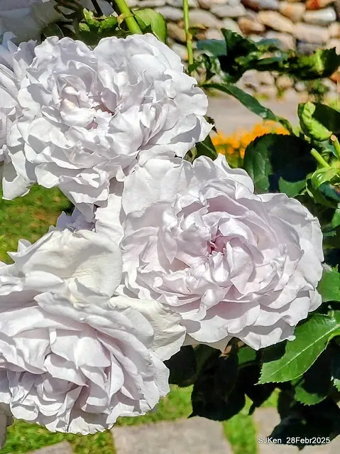 2025花博園區新生公園台北玫瑰園花展(2025 Annual Taipei Rose Garden festival), Mar 14 ~ Apr.13, 2025, Taipei, Taiwan, SJKen.