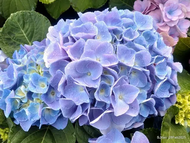 2025台北杜鵑花季「心花開、森不息」主題系列(三) 繡球花篇((Hydrangeas exhibition at Da-An forest park), Taipei,Taiwan, SJKen, Feb 28, 2025.