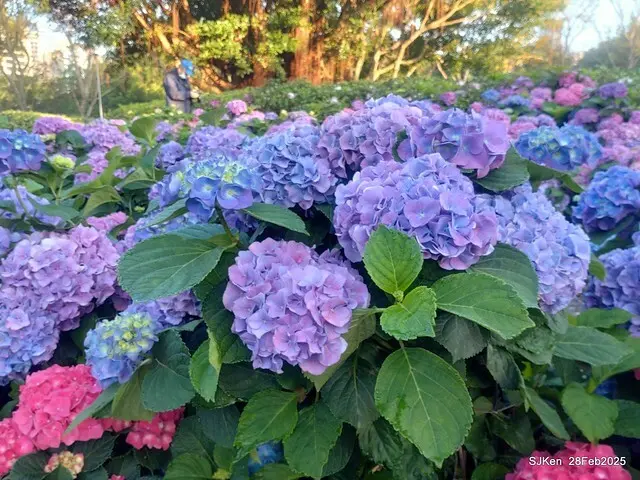 2025台北杜鵑花季「心花開、森不息」主題系列(三) 繡球花篇((Hydrangeas exhibition at Da-An forest park), Taipei,Taiwan, SJKen, Feb 28, 2025.
