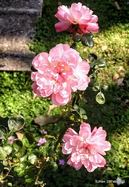 2025花博園區新生公園台北玫瑰園花展(2025 Annual Taipei Rose Garden festival), Mar 14 ~ Apr.13, 2025, Taipei, Taiwan, SJKen.