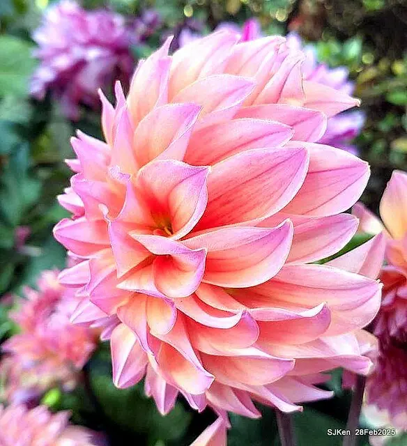 2025台北杜鵑花季系列(二) 大理花篇( Dahlia at Daan forest park), Taipei, Taiwan, SJKen , Feb 28, 2025.