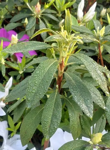 2025.02.28       2025 台北杜鵑花季--- 杜鵑花篇(2025 Tapei Azalea festival at Daan forest park), Taipei, Taiwan, Feb 28,2025, SJKen