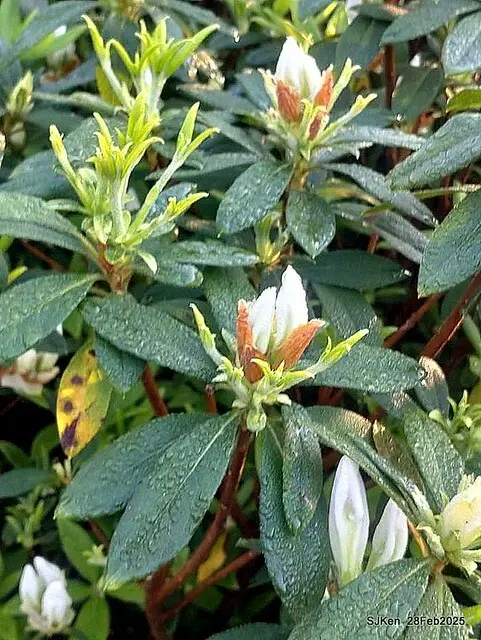 2025.02.28       2025 台北杜鵑花季--- 杜鵑花篇(2025 Tapei Azalea festival at Daan forest park), Taipei, Taiwan, Feb 28,2025, SJKen