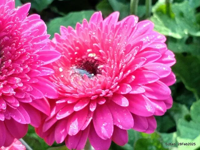 2025台北杜鵑花季系列(二) 大理花篇( Dahlia at Daan forest park), Taipei, Taiwan, SJKen , Feb 28, 2025.