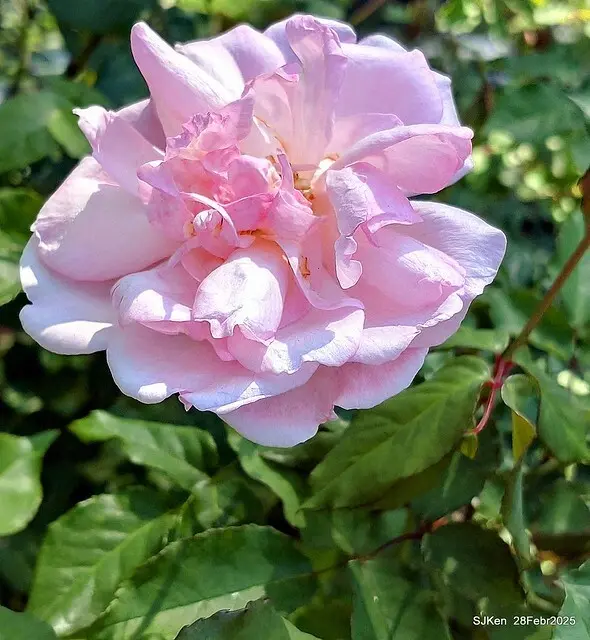 2025花博園區新生公園台北玫瑰園花展(2025 Annual Taipei Rose Garden festival), Mar 14 ~ Apr.13, 2025, Taipei, Taiwan, SJKen.