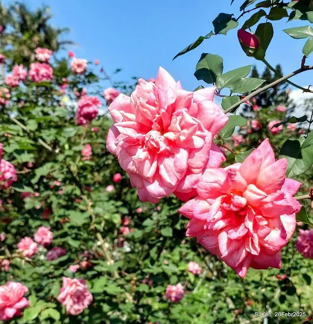 2025花博園區新生公園台北玫瑰園花展(2025 Annual Taipei Rose Garden festival), Mar 14 ~ Apr.13, 2025, Taipei, Taiwan, SJKen.