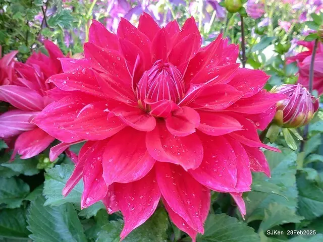 2025台北杜鵑花季系列(二) 大理花篇( Dahlia at Daan forest park), Taipei, Taiwan, SJKen , Feb 28, 2025.