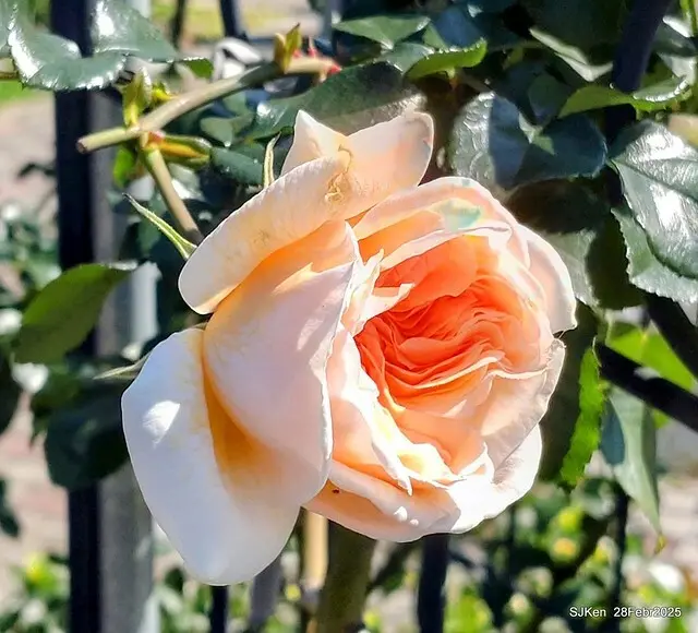 2025花博園區新生公園台北玫瑰園花展(2025 Annual Taipei Rose Garden festival), Mar 14 ~ Apr.13, 2025, Taipei, Taiwan, SJKen.