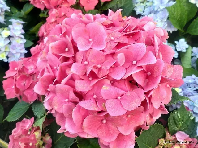 2025台北杜鵑花季「心花開、森不息」主題系列(三) 繡球花篇((Hydrangeas exhibition at Da-An forest park), Taipei,Taiwan, SJKen, Feb 28, 2025.