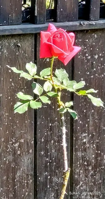 2025花博園區新生公園台北玫瑰園花展(2025 Annual Taipei Rose Garden festival), Mar 14 ~ Apr.13, 2025, Taipei, Taiwan, SJKen.