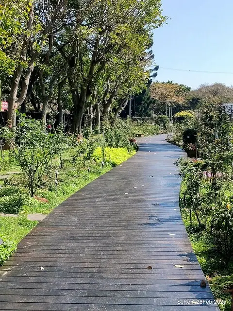 2025花博園區新生公園台北玫瑰園花展(2025 Annual Taipei Rose Garden festival), Mar 14 ~ Apr.13, 2025, Taipei, Taiwan, SJKen.