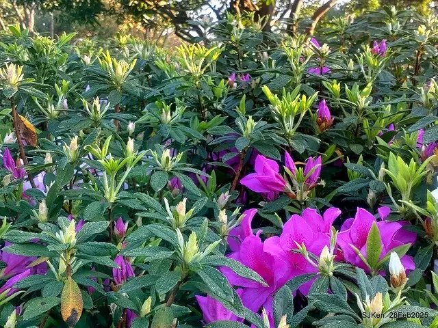 2025.02.28       2025 台北杜鵑花季--- 杜鵑花篇(2025 Tapei Azalea festival at Daan forest park), Taipei, Taiwan, Feb 28,2025, SJKen
