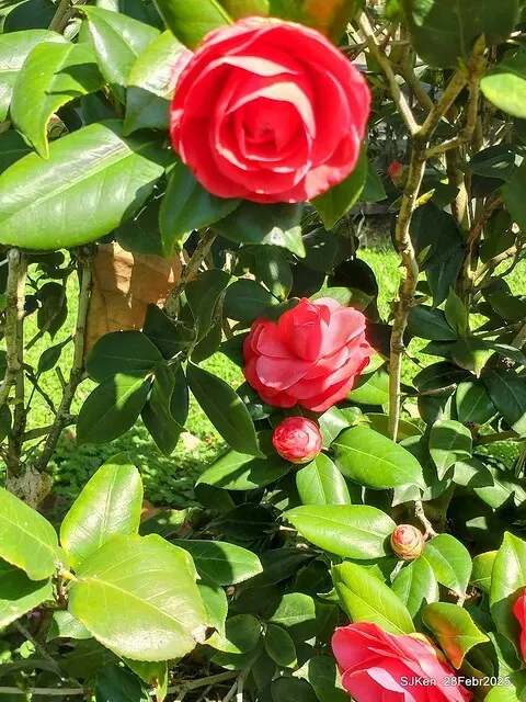 2025花博園區新生公園台北玫瑰園花展(2025 Annual Taipei Rose Garden festival), Mar 14 ~ Apr.13, 2025, Taipei, Taiwan, SJKen.