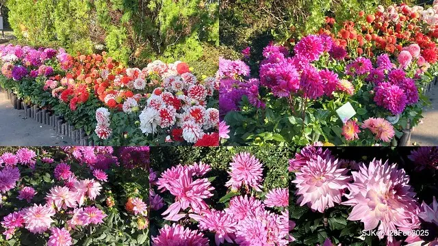 2025台北杜鵑花季系列(二) 大理花篇( Dahlia at Daan forest park), Taipei, Taiwan, SJKen , Feb 28, 2025.