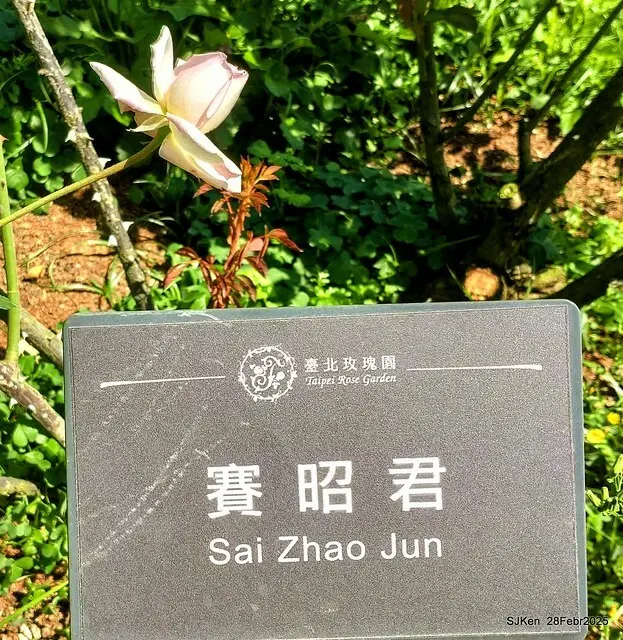 2025花博園區新生公園台北玫瑰園花展(2025 Annual Taipei Rose Garden festival), Mar 14 ~ Apr.13, 2025, Taipei, Taiwan, SJKen.