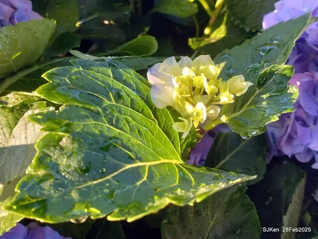 2025台北杜鵑花季「心花開、森不息」主題系列(三) 繡球花篇((Hydrangeas exhibition at Da-An forest park), Taipei,Taiwan, SJKen, Feb 28, 2025.