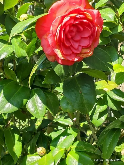 2025花博園區新生公園台北玫瑰園花展(2025 Annual Taipei Rose Garden festival), Mar 14 ~ Apr.13, 2025, Taipei, Taiwan, SJKen.