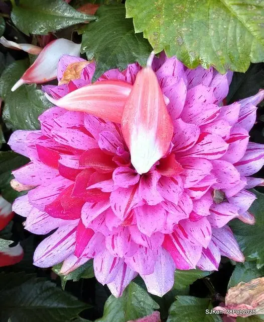 2025台北杜鵑花季系列(二) 大理花篇( Dahlia at Daan forest park), Taipei, Taiwan, SJKen , Feb 28, 2025.